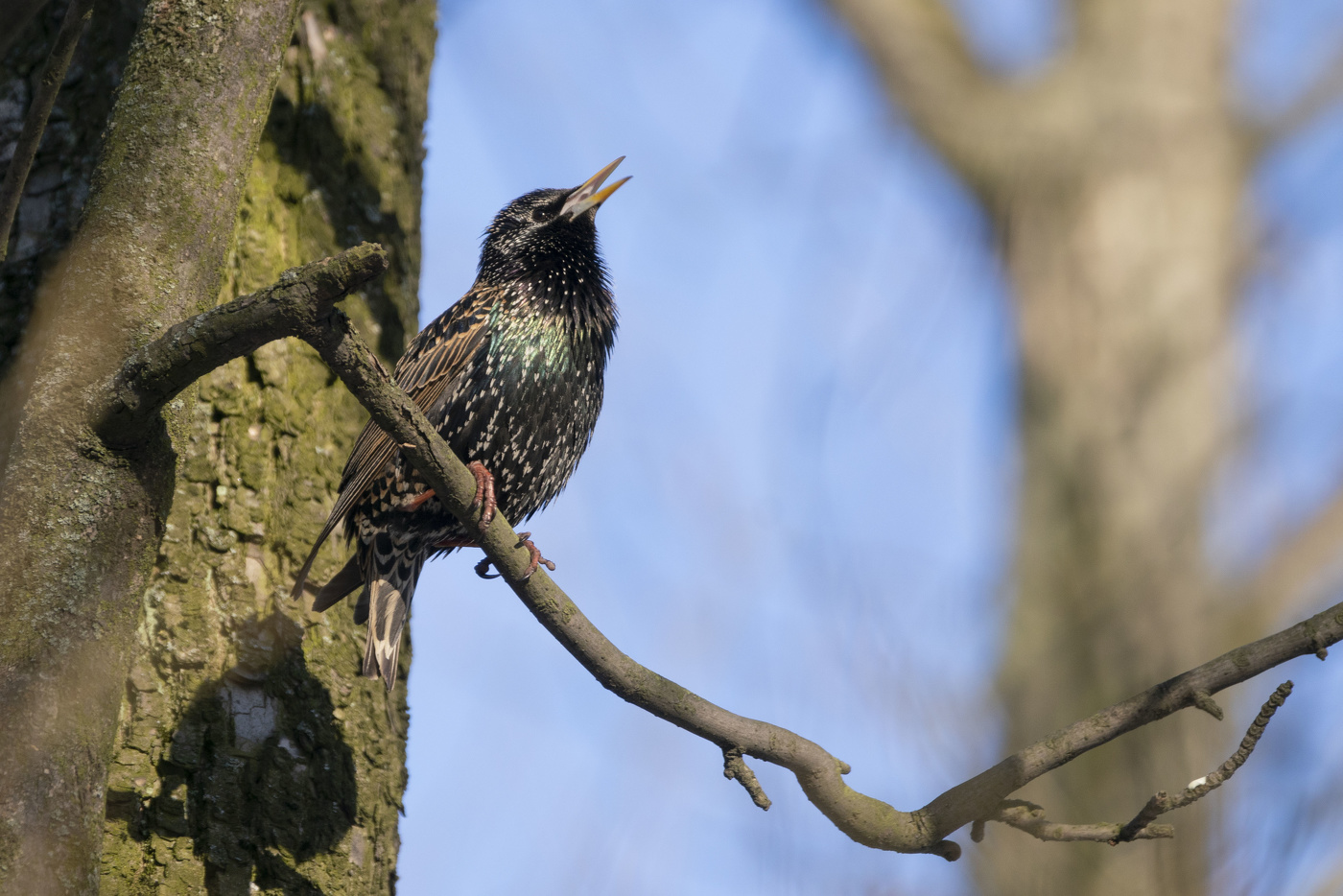 Весенние трели