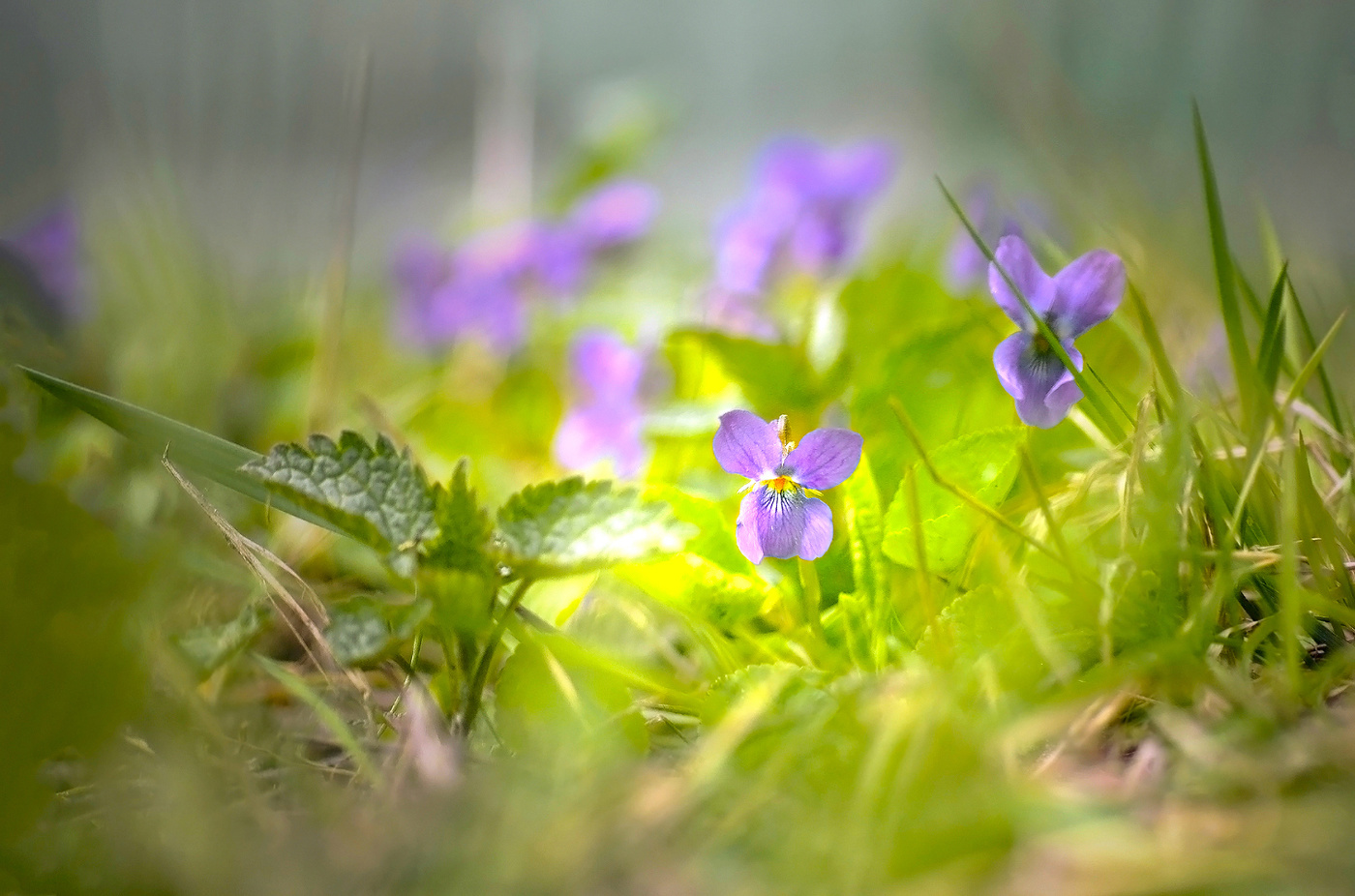 Лесные фиалки