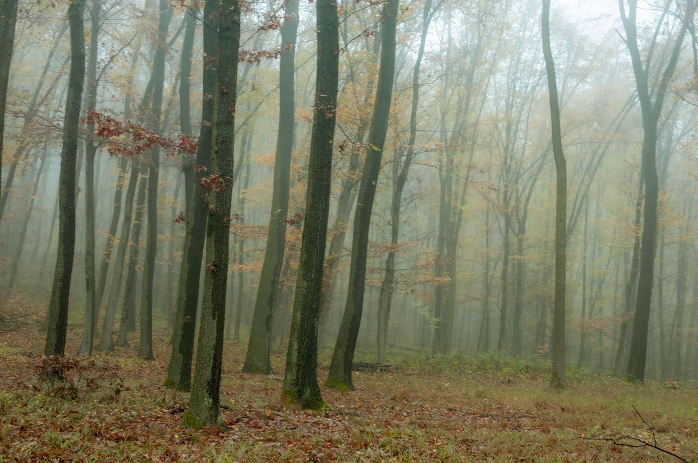 Осенний лес