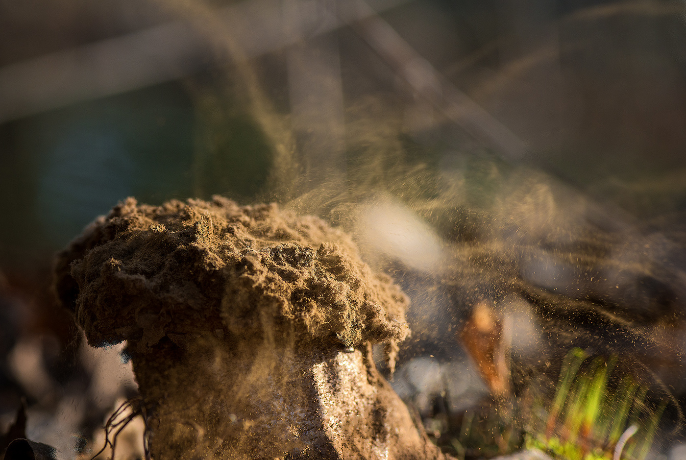 Старый гриб...