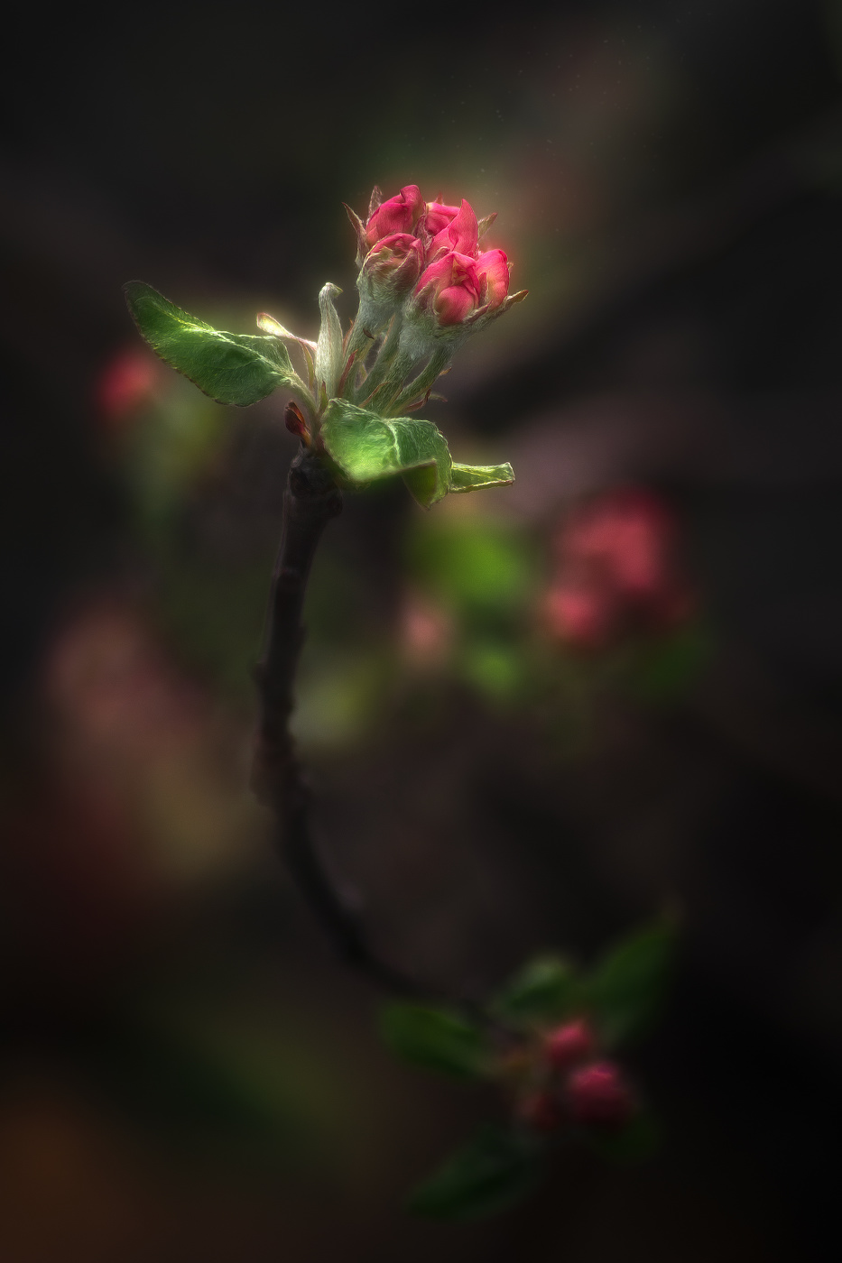 Из тени в свет...