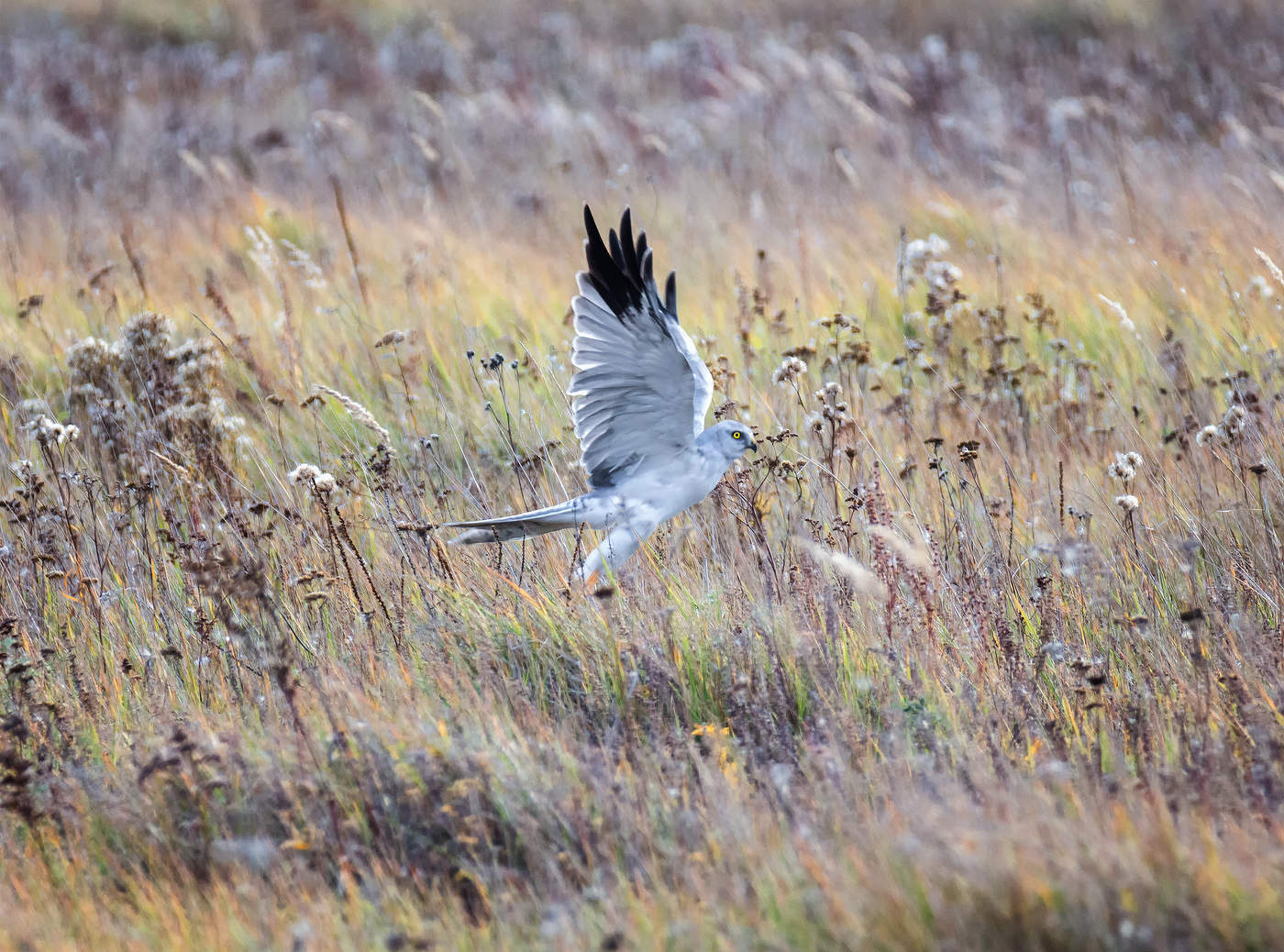 степной лунь..