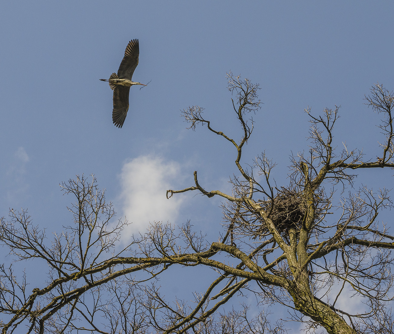 Цапли весну принесли