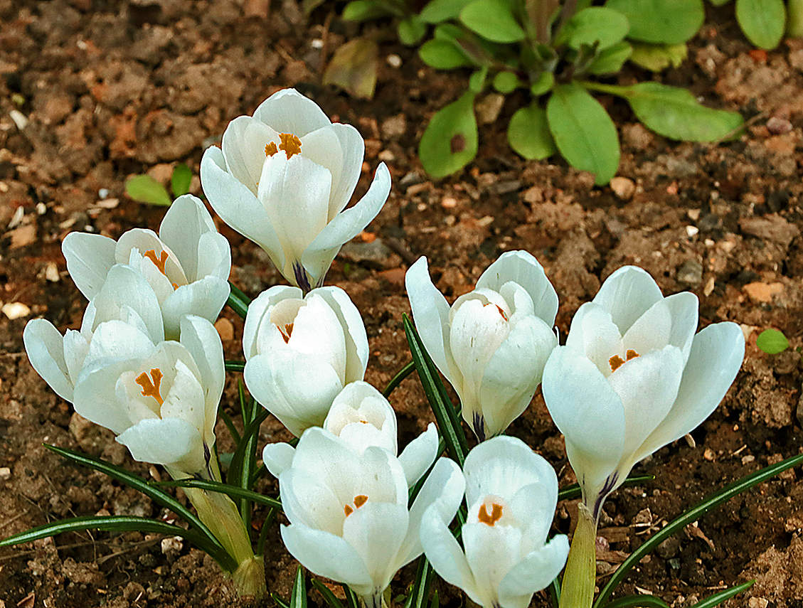 Крокусы, апрель