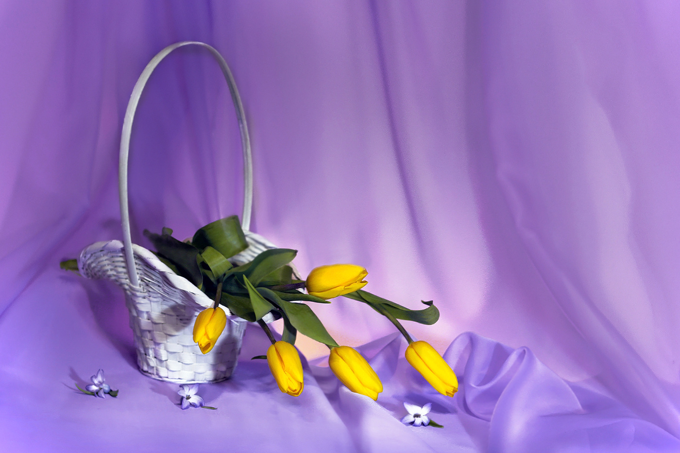 Тюльпановое настроение