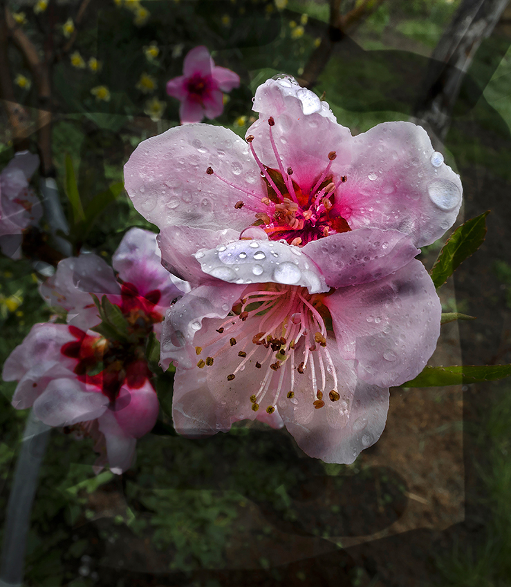 Абрикос зацвёл.