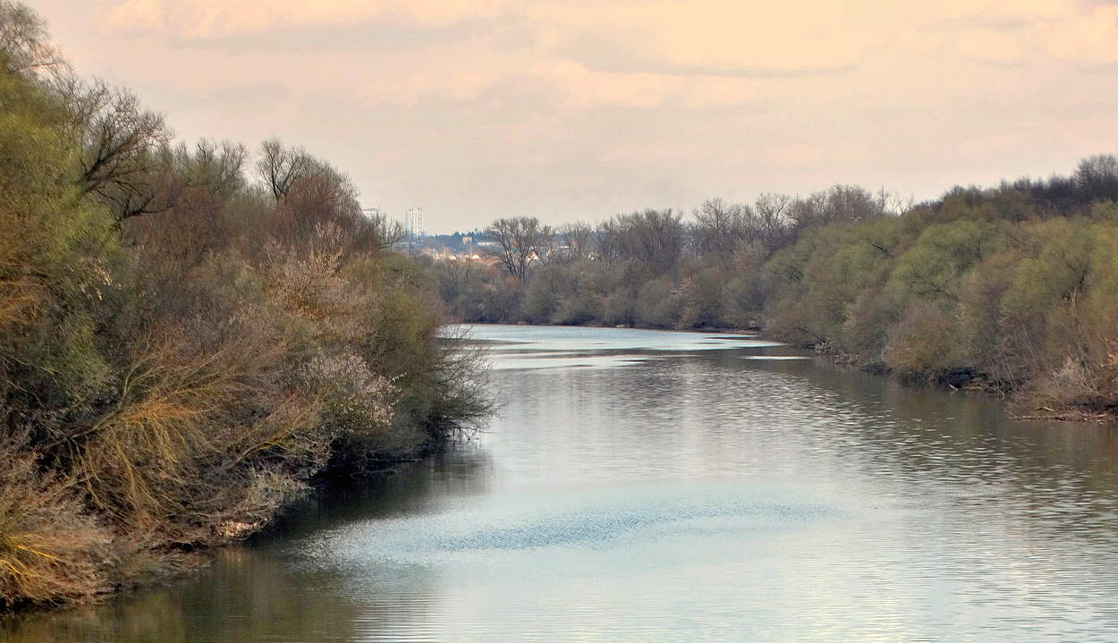 Берега Оки покрылись зеленоватой дымкой