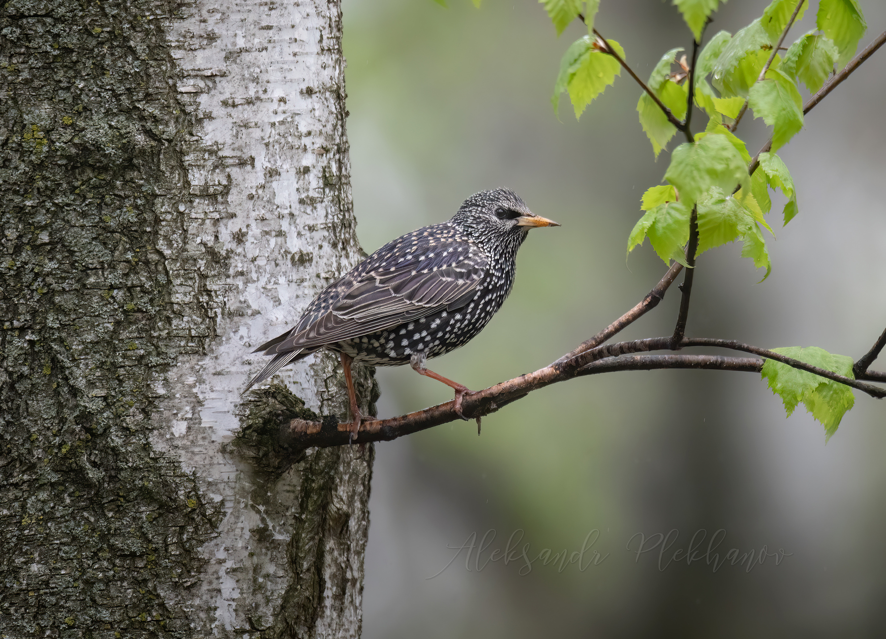 На ветке берёзы