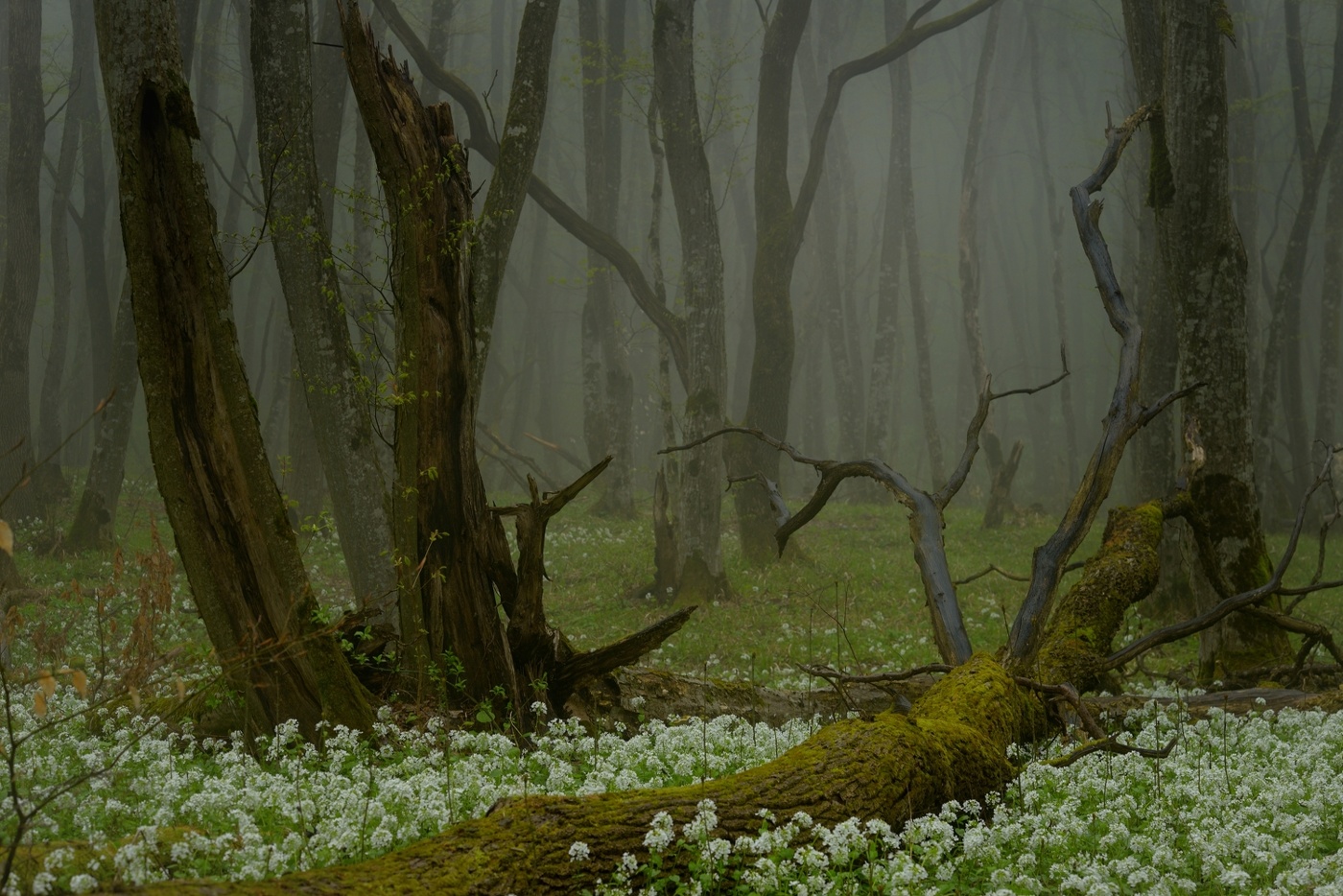 Туманное утро