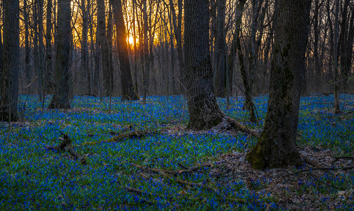 Цветущие пролески