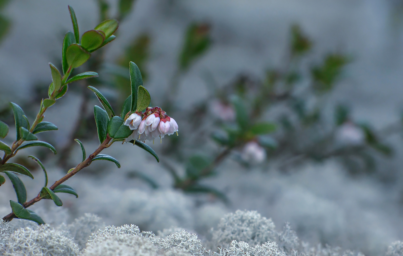 брусники нежные соцветья...