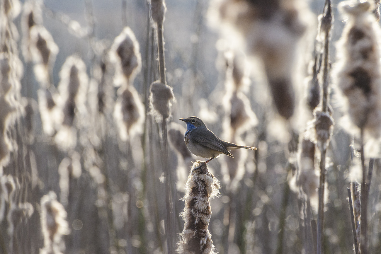Варакушка в рогозе. Контражур