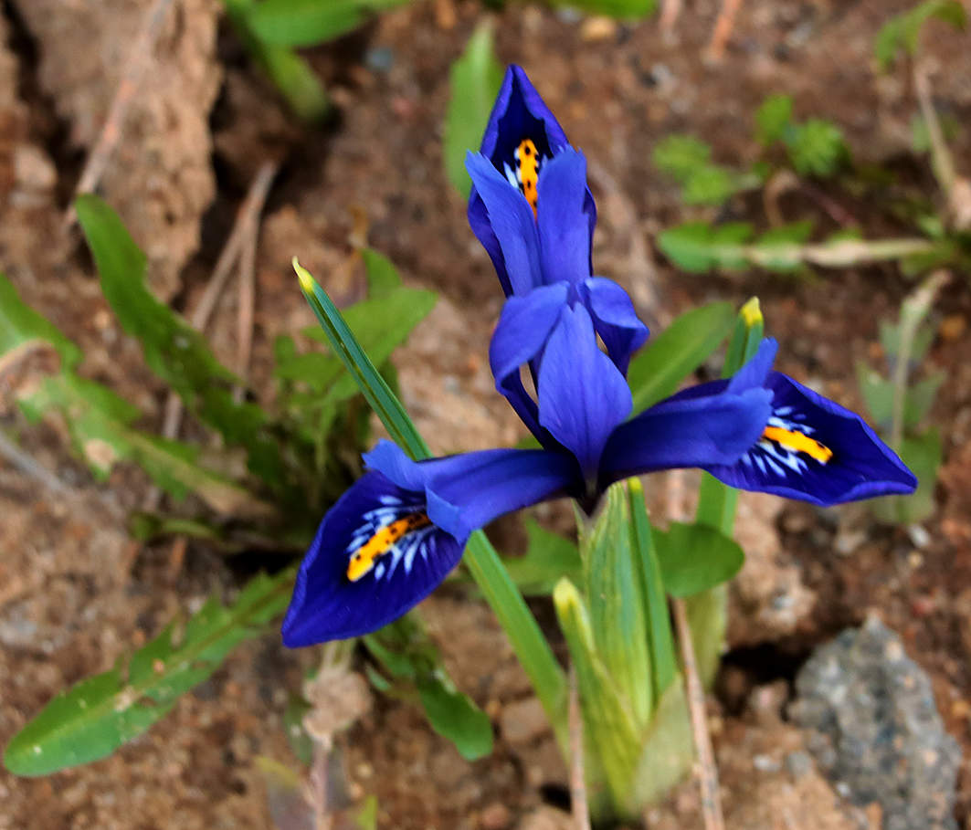 Первый апрельский ирис