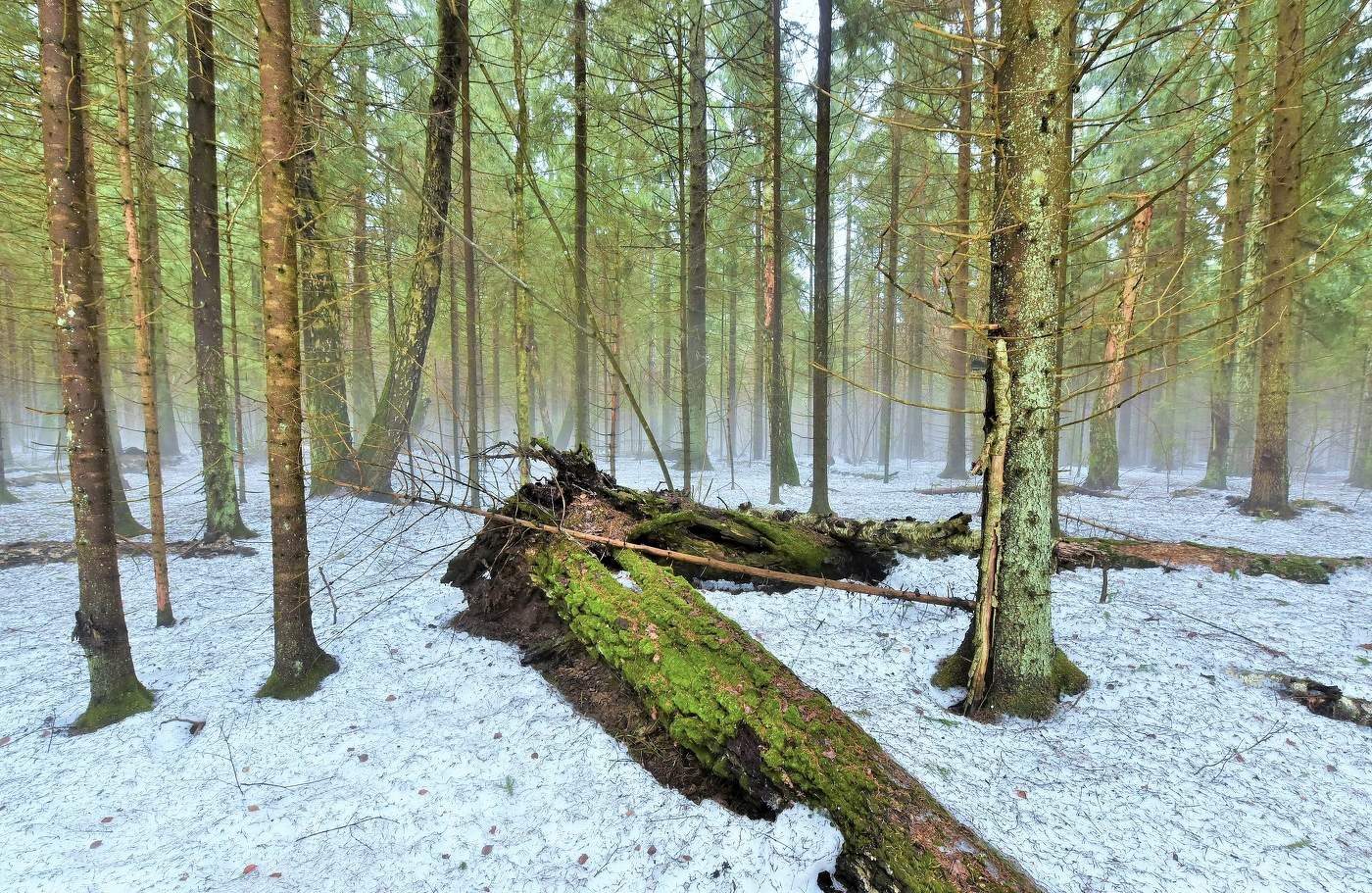 "Воздух пасмурный влажен и гулок, хорошо и не страшно в лесу..."