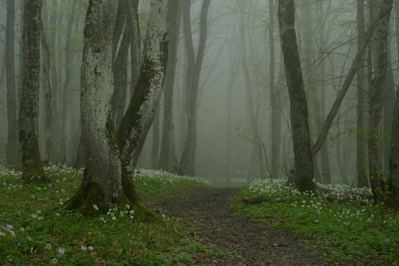 Туманный рассвет