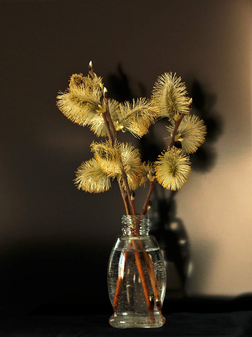 Весенние пушистики