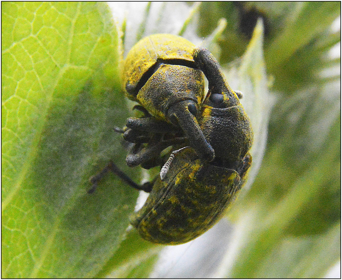 "Братские" объятья.