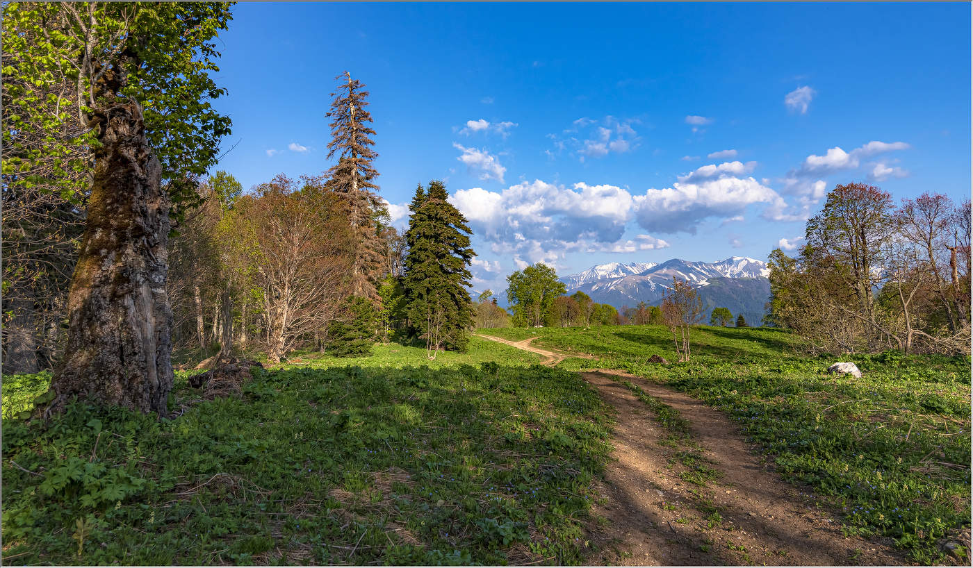 Яворова поляна