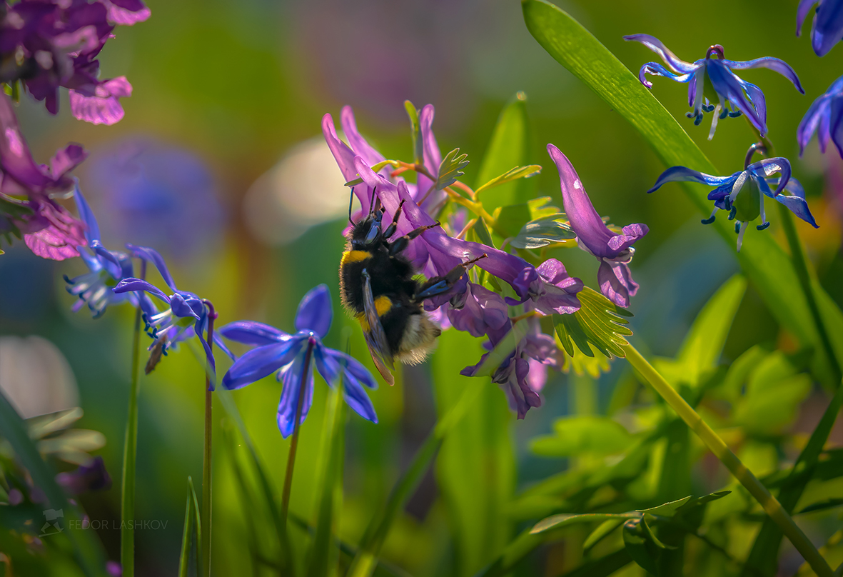 Шмель на цветке