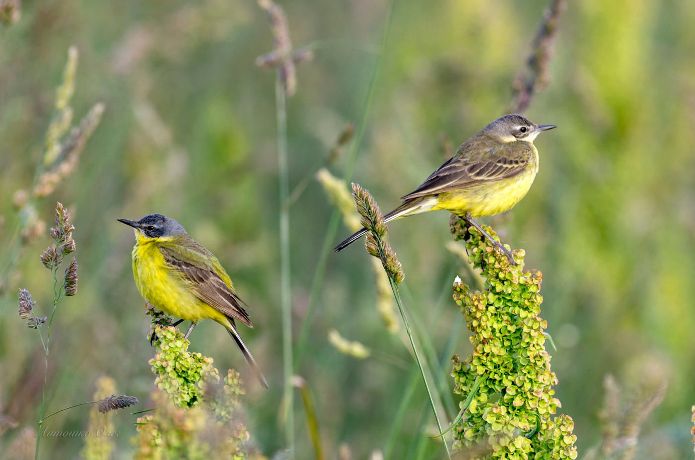 Трясогузка жёлтая на закате. ♁♂︎