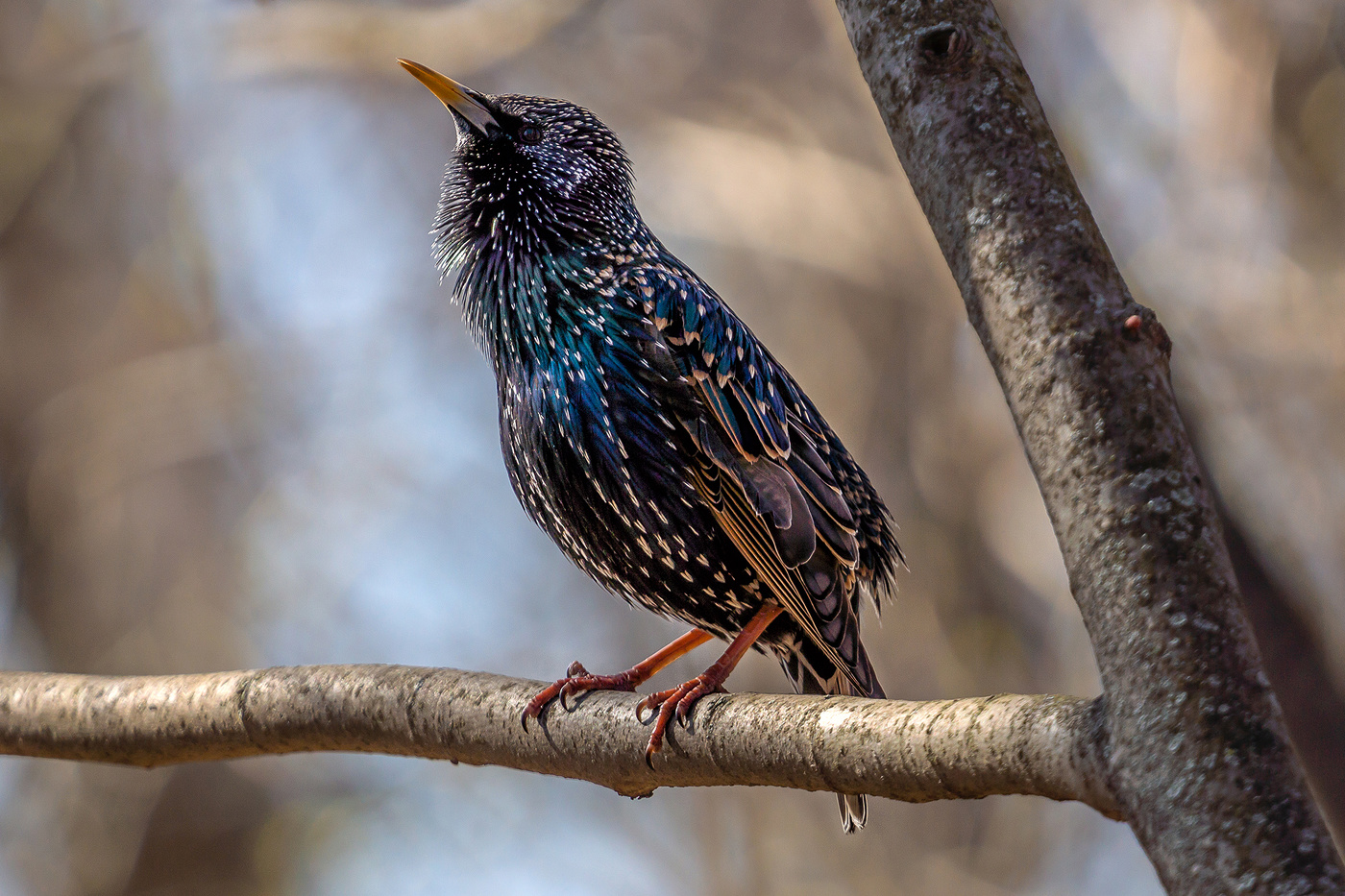 Синяя птица