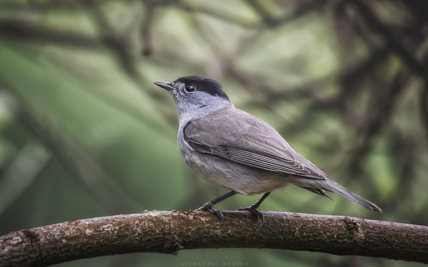 Поющий в кустарнике