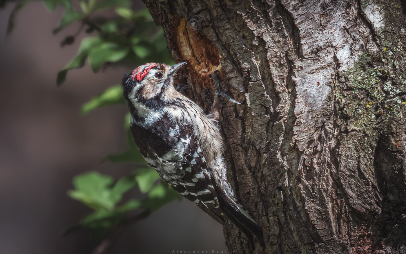 Маленький строитель