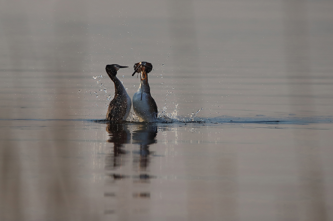 танго больших поганок