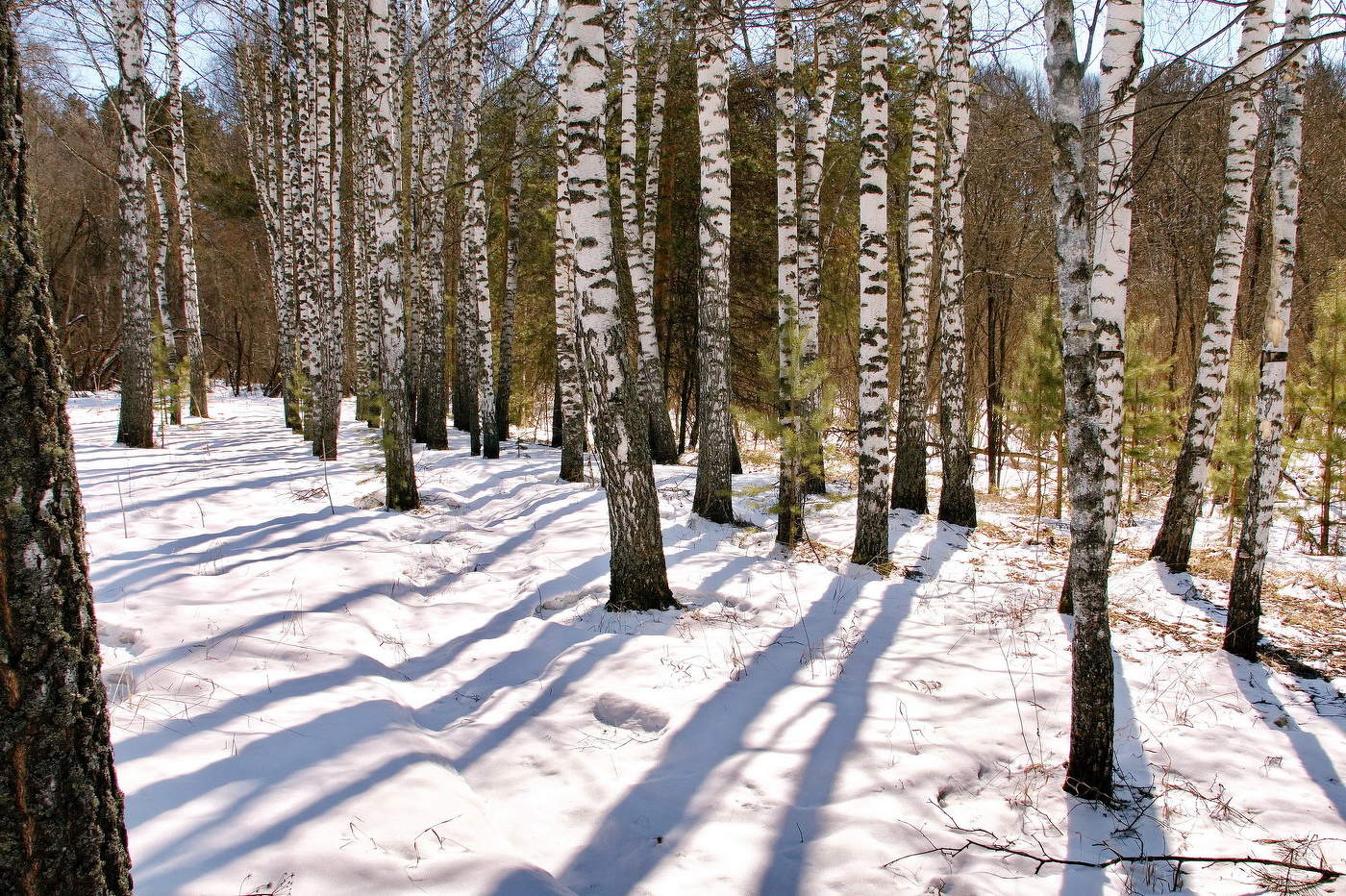 *Весенний лес.**