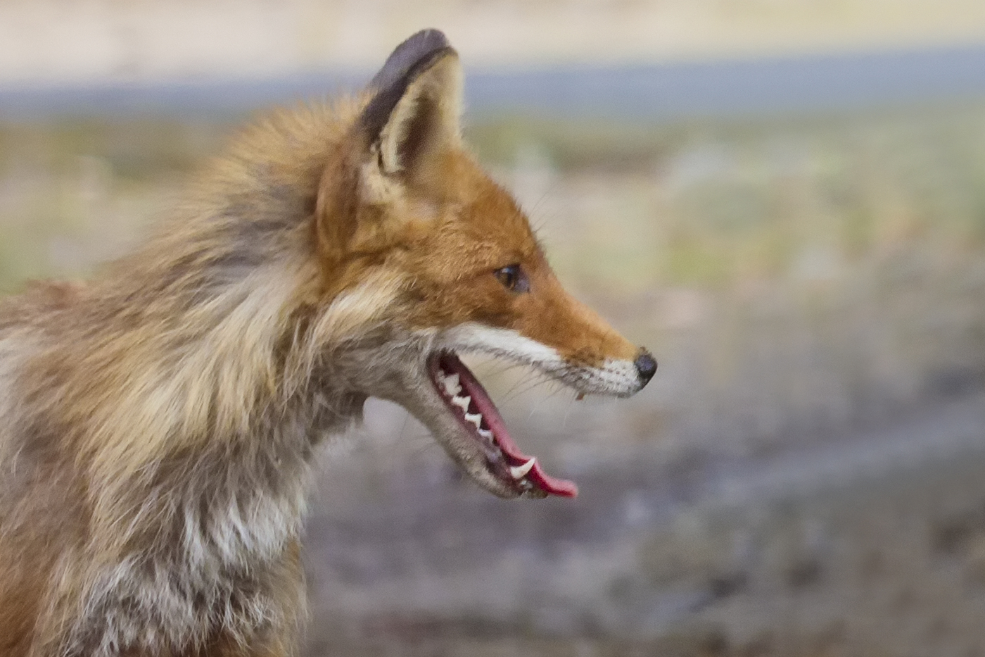 Лиса у дома.