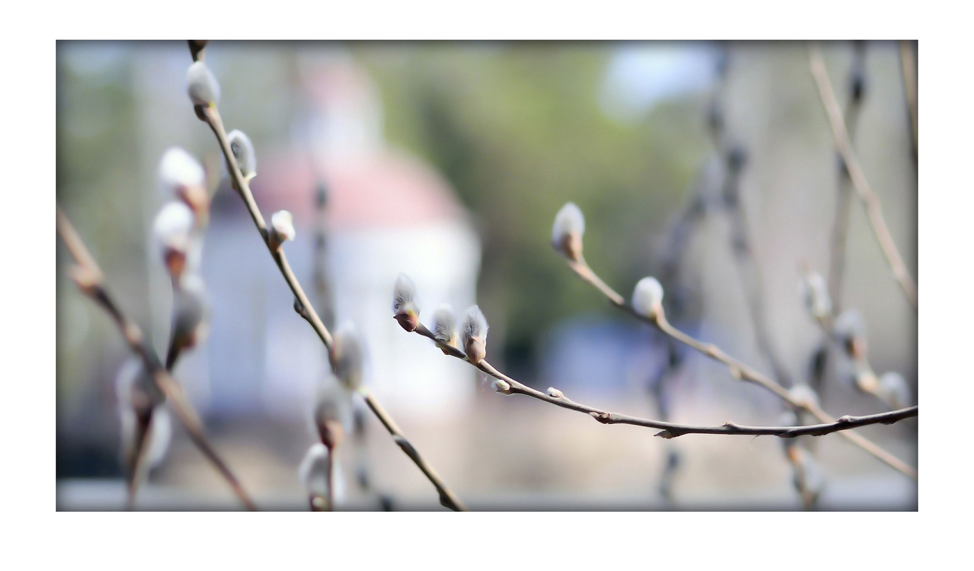 Апрельские кисточки