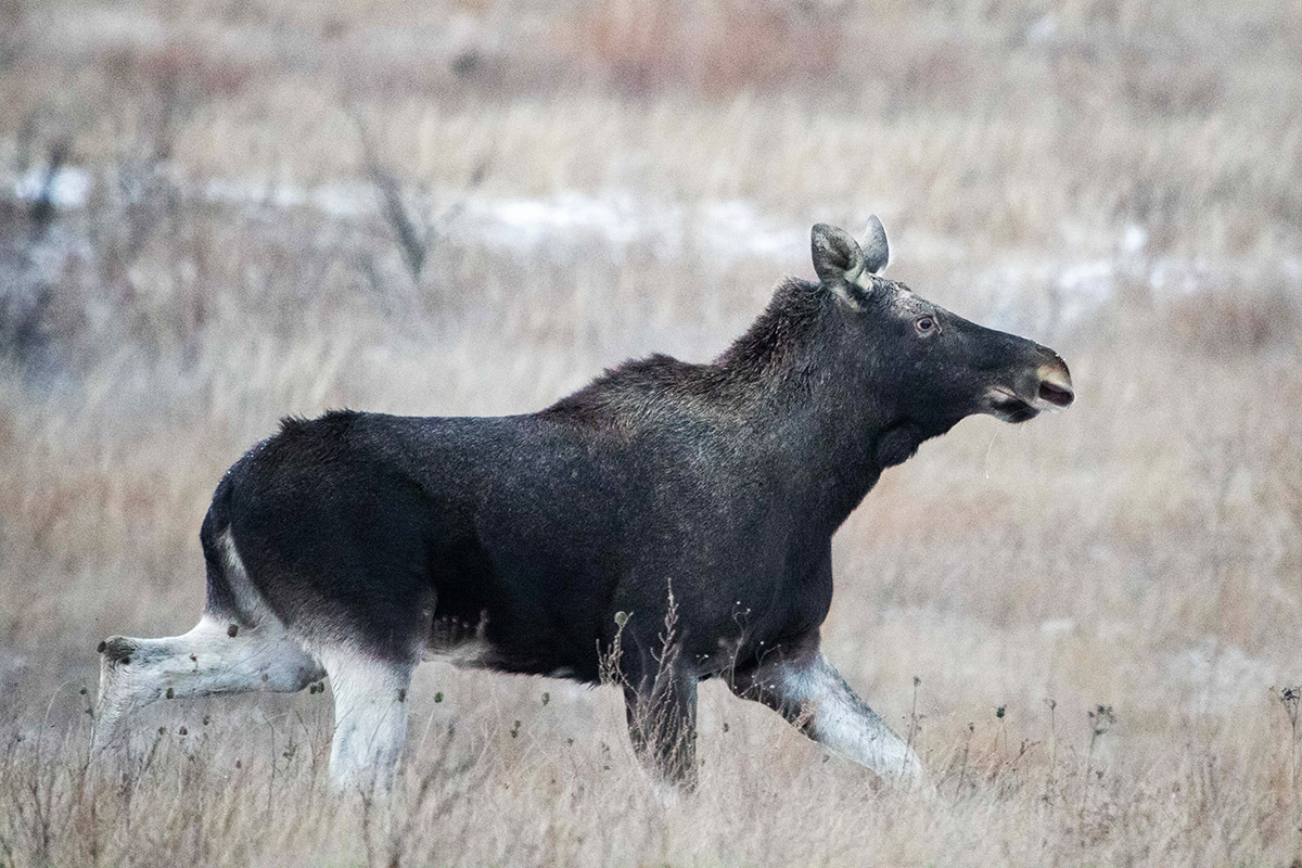 Лосиный бег