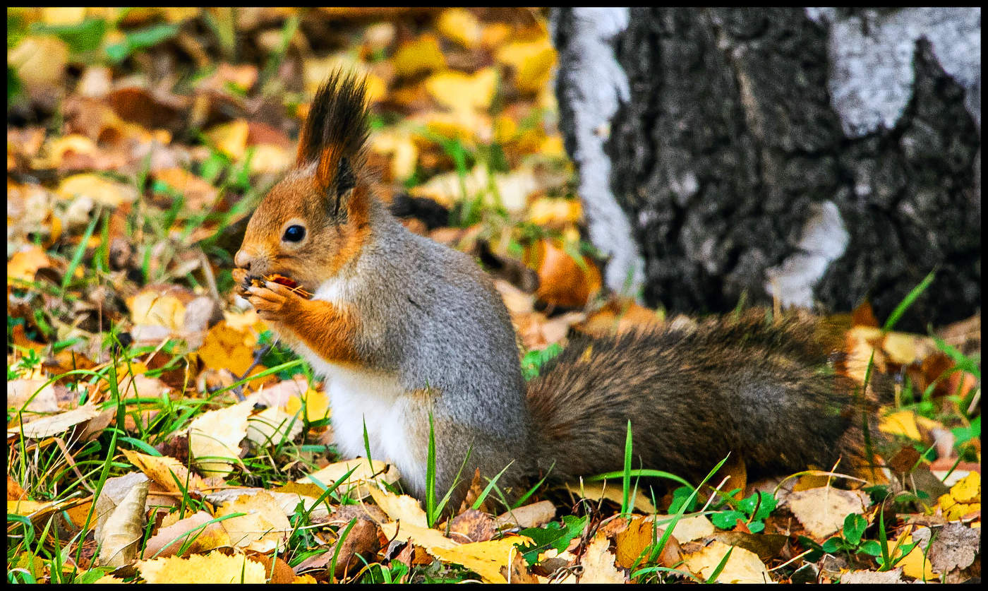 Время обеда