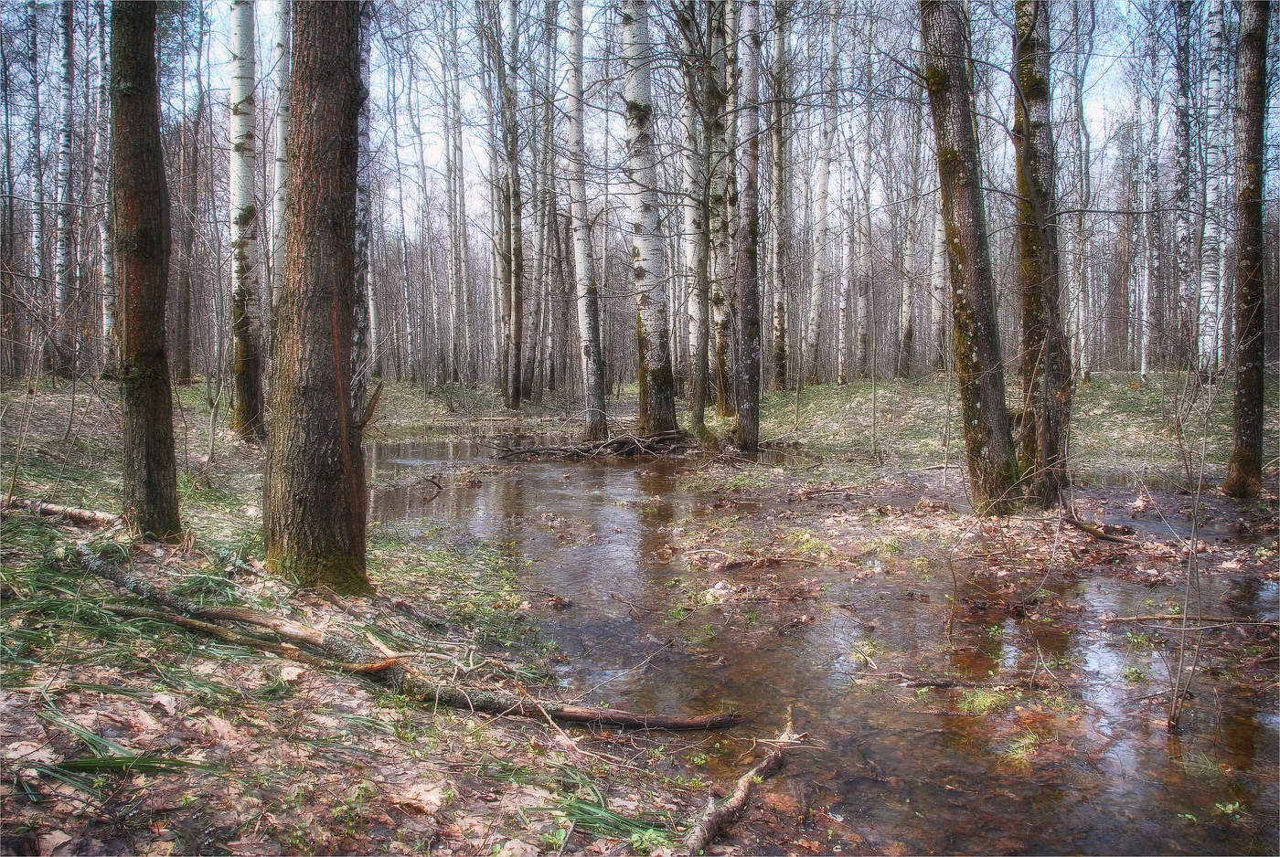 Spring Brook