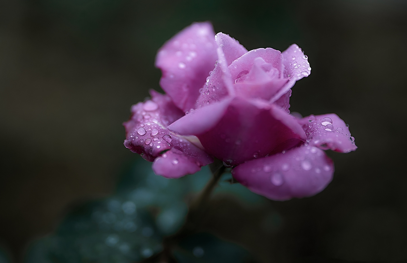 Роза- королева цветов и один из любимых образов в искусстве.