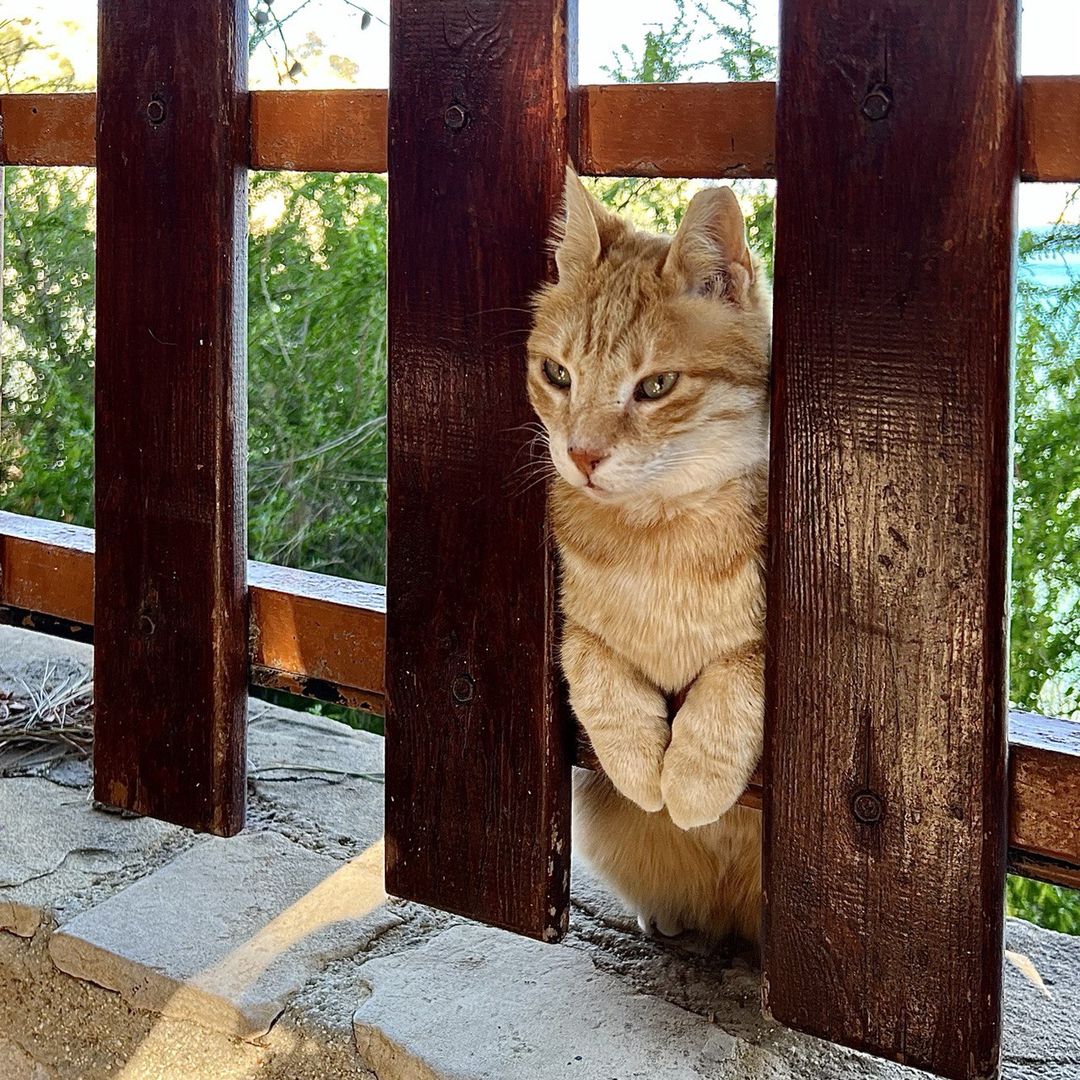 Немой вопрос