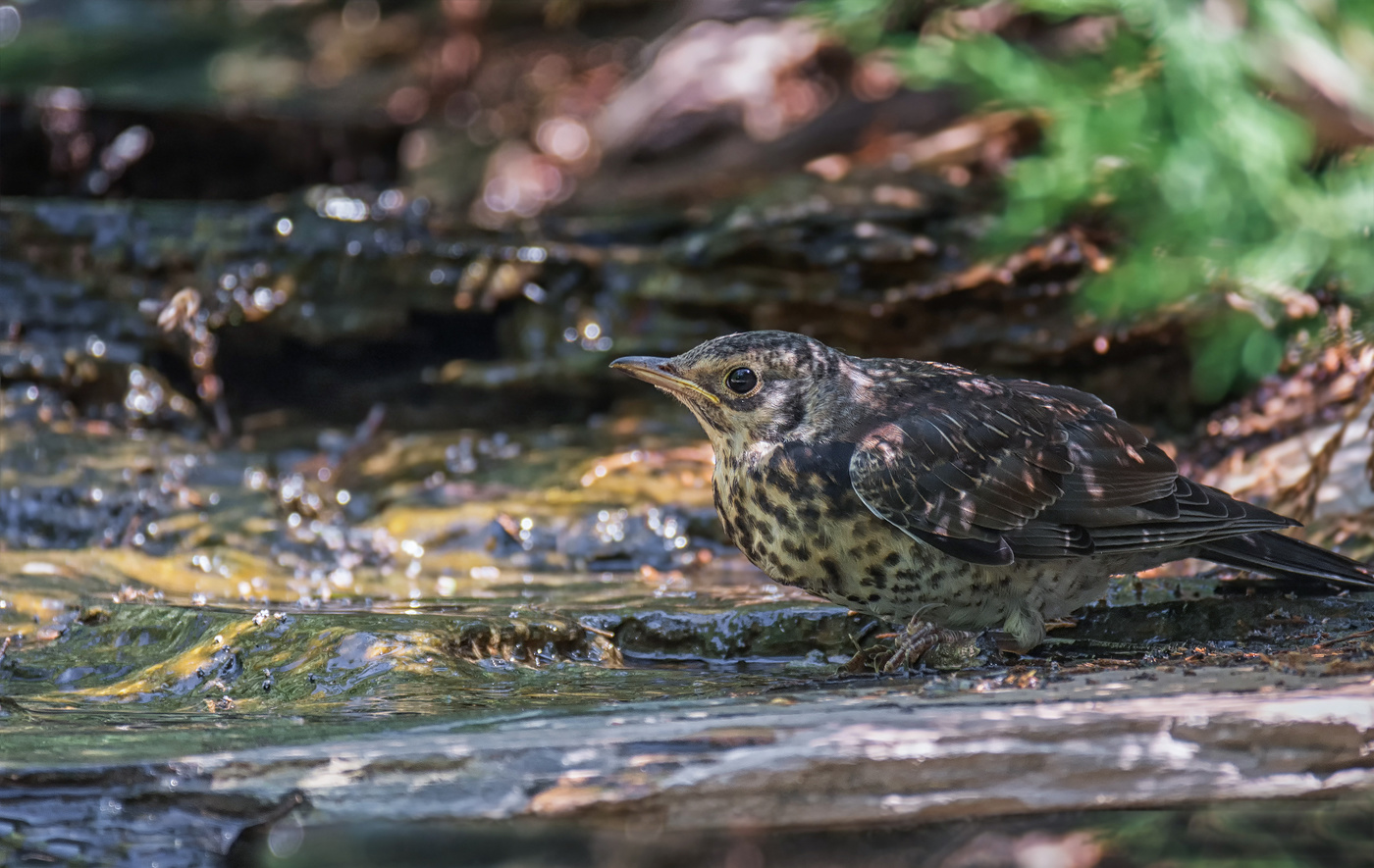 слёток дрозда.