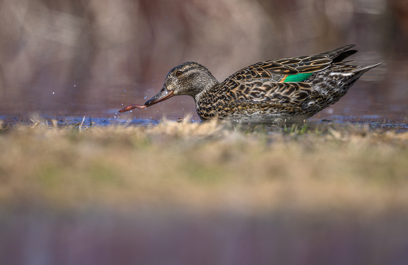 Green-winged teal (f)