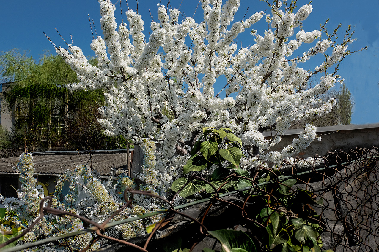 А у нас во дворе