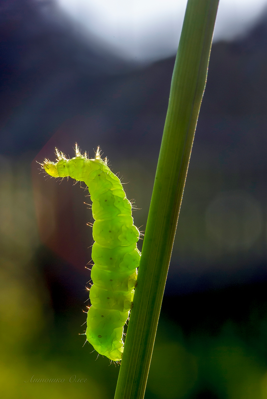 Гусеница из мармелада.
