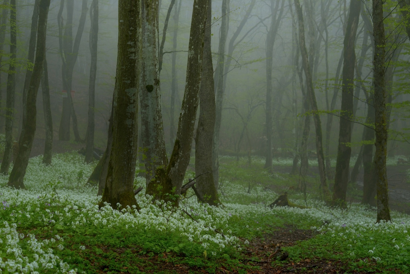 Туманное утро