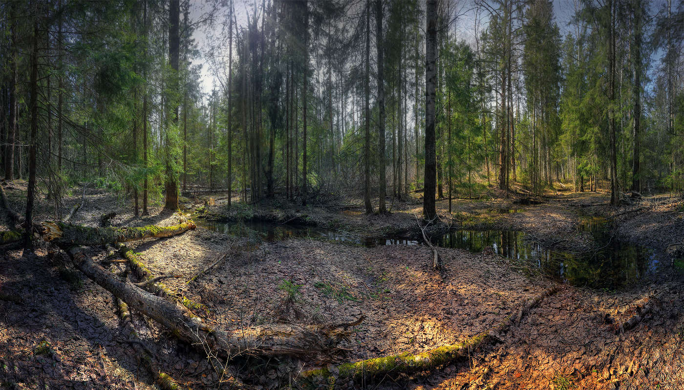 В апрельском лесу