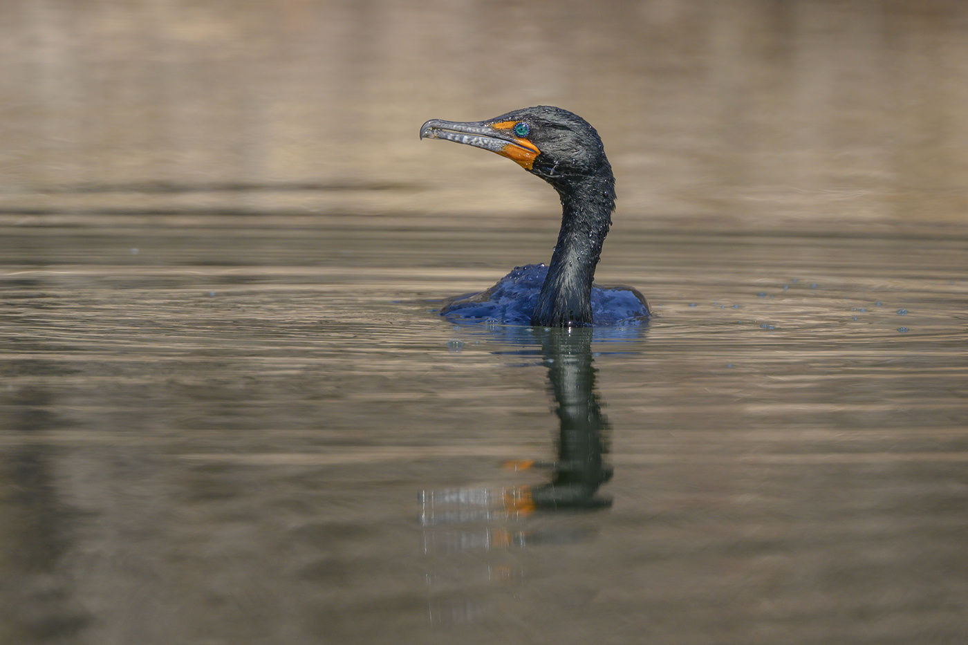 Double-crested cormorant