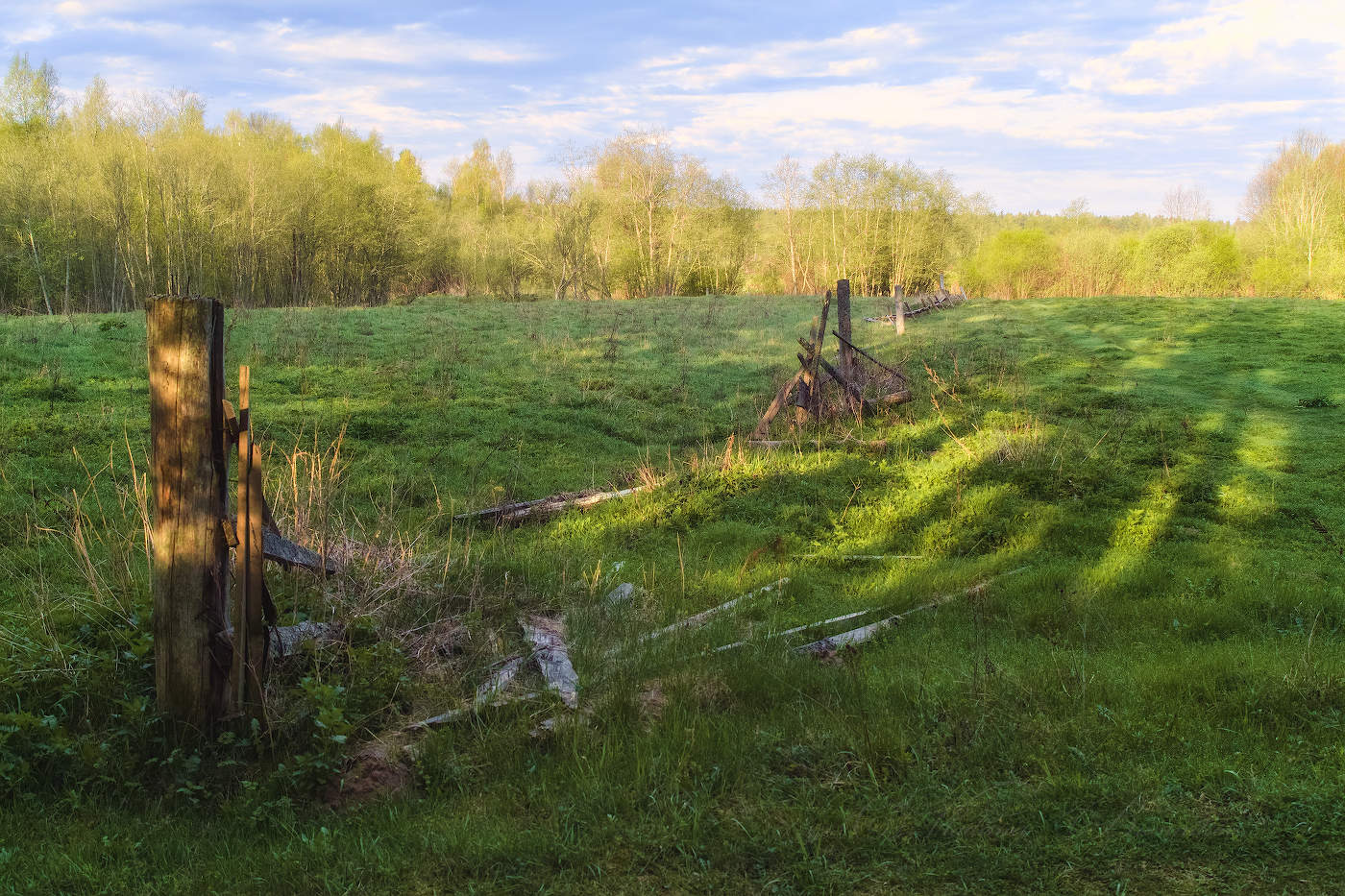 У старого забора