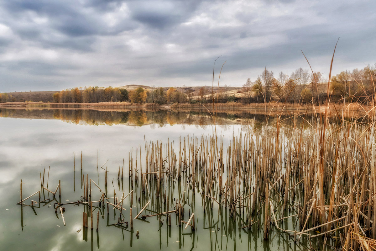 Тишина над прудом