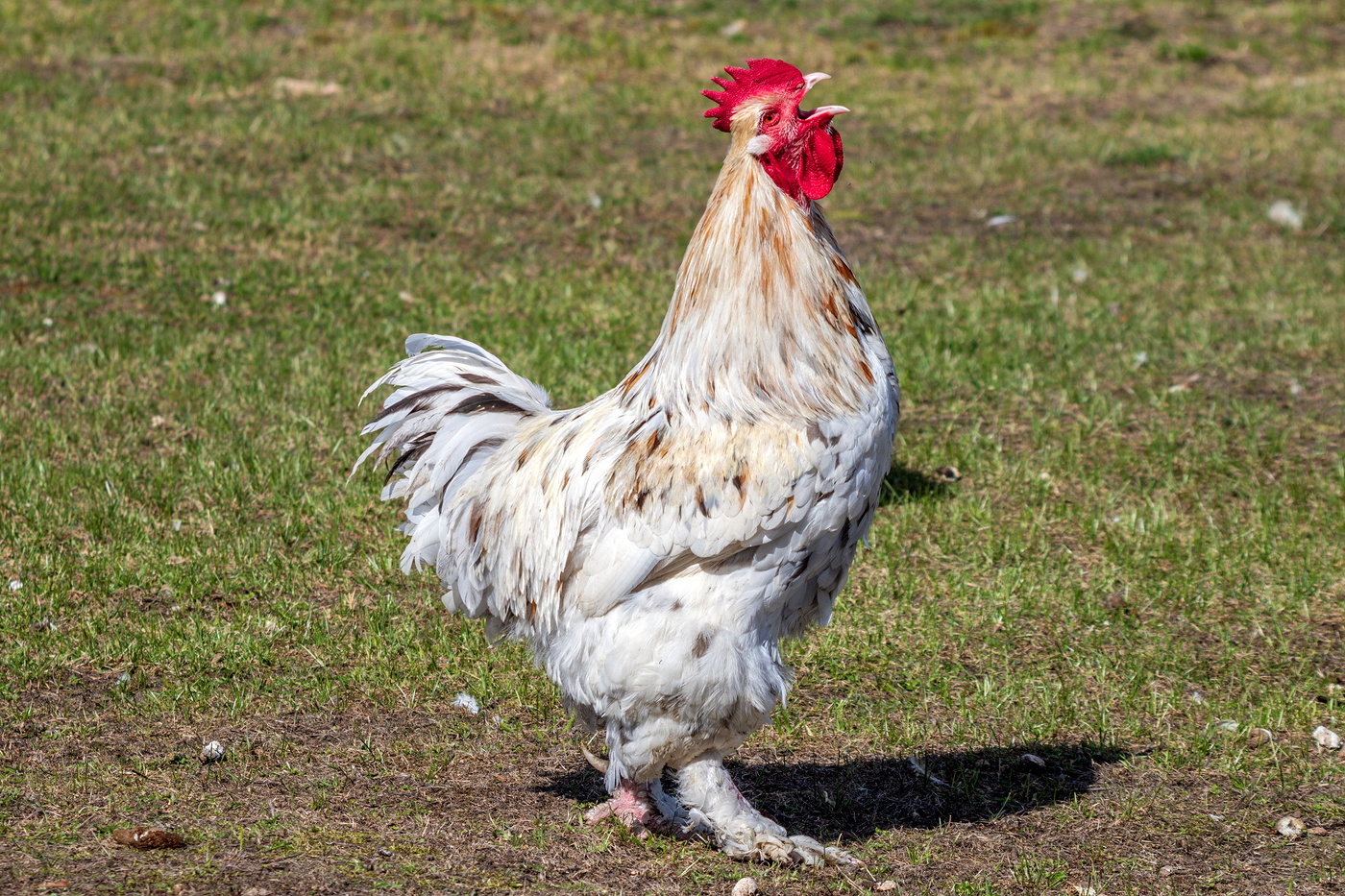 Он Вам споёт ещё на бис !