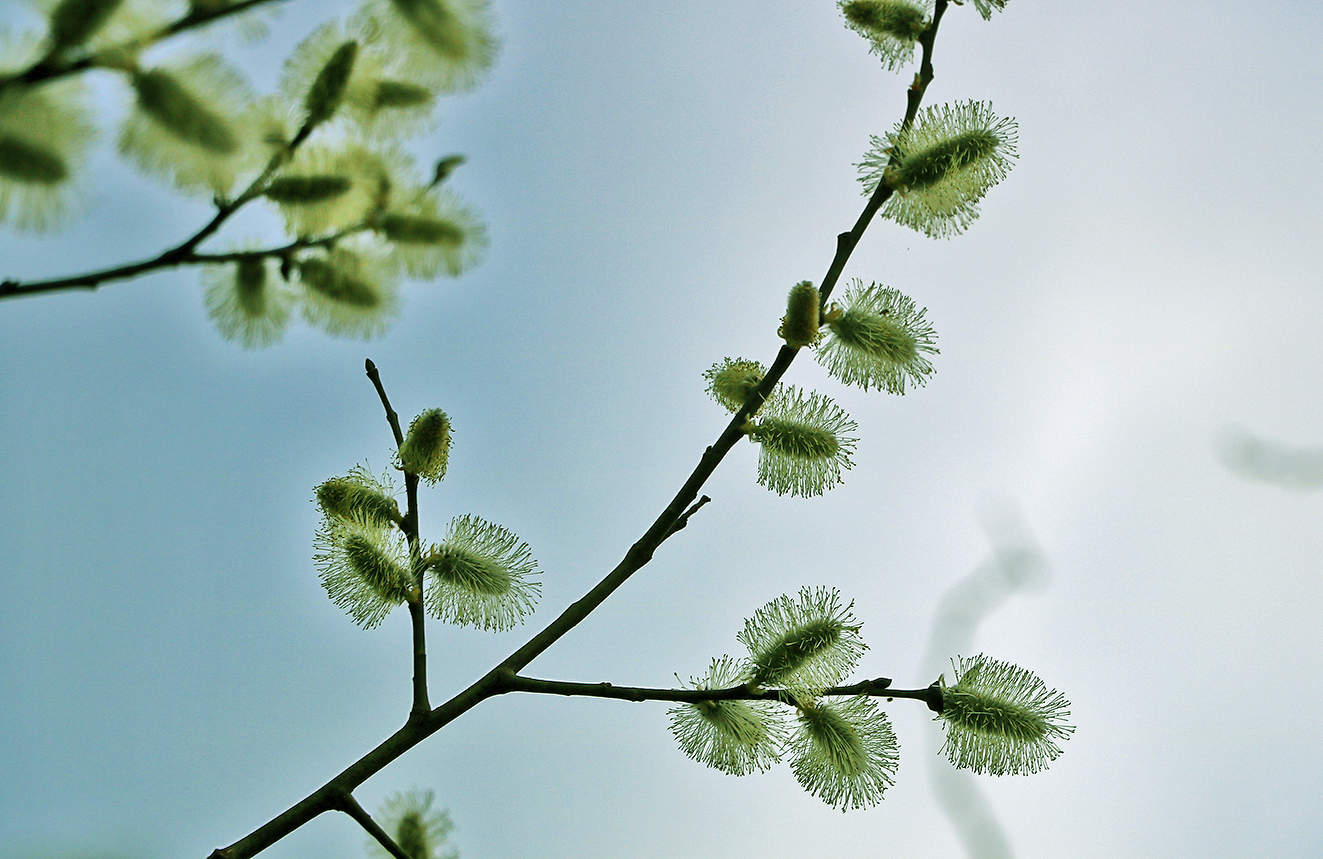 Пушистики в небе