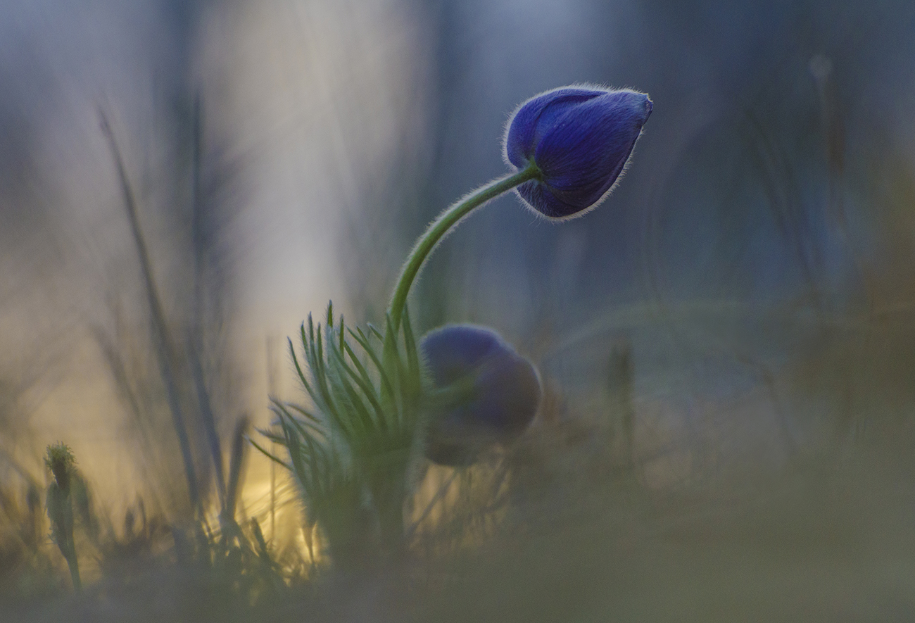 Из самых ярких снов