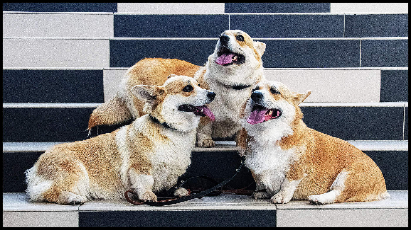 Славное семейство