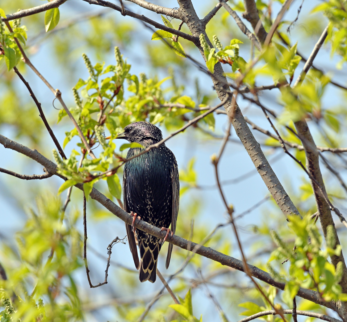 Скворушка на черёмухе